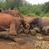 Poachers Kill Famed Giant Kenyan Elephant
