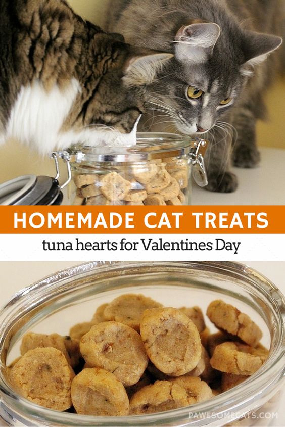 Baking From the Heart Homemade Cat Treats Favorite Food Recipes