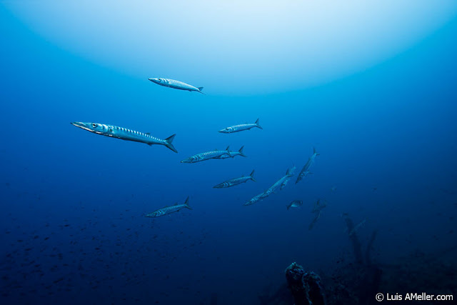 Barracdudas menorca malakoff