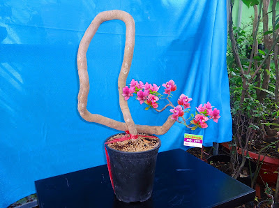Thú nuôi, cây cảnh: Hoa giấy bonsai Hoa%2Bgiay%2B660k