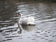 Gliding by on the Severn