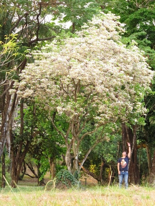 9 PHILIPPINE NATIVE TREES BETTER THAN CHERRY BLOSSOMS ATBP