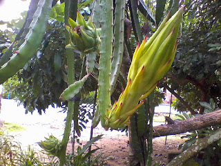 budidaya buah naga kebun buah naga budidaya buah naga kebun buah naga