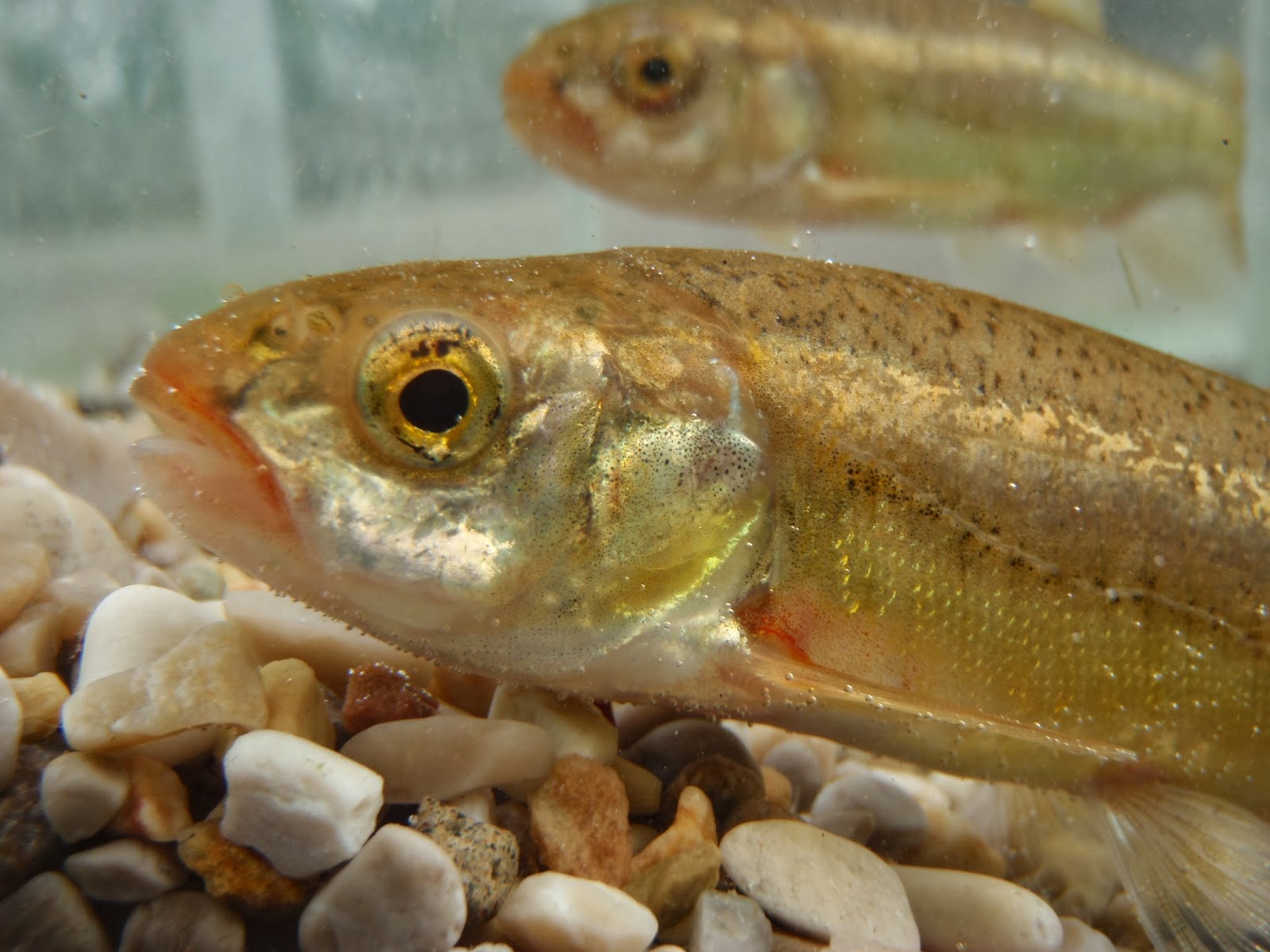 Athens Nature Journal How many species of freshwater fishes in Greece?