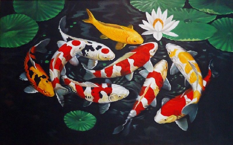 Gambar Lukisan Ikan Koi yang Cantik dan Indah