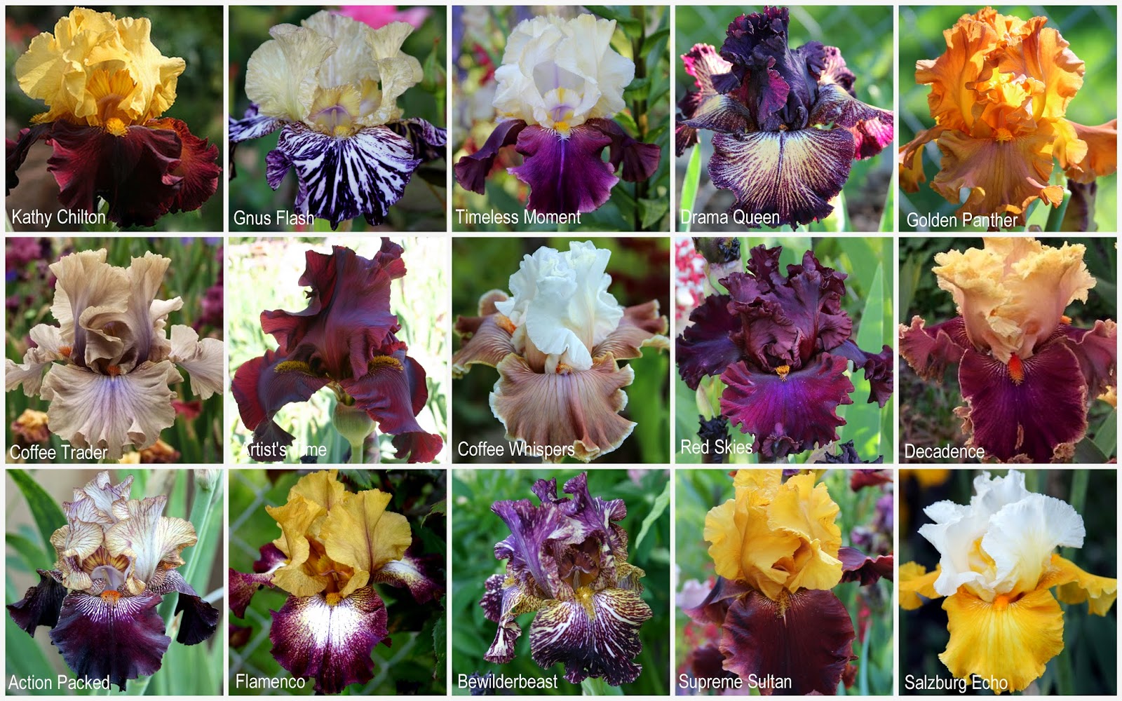 World of Irises "Talking Irises" BY REQUEST COLLAGESMaking Visual