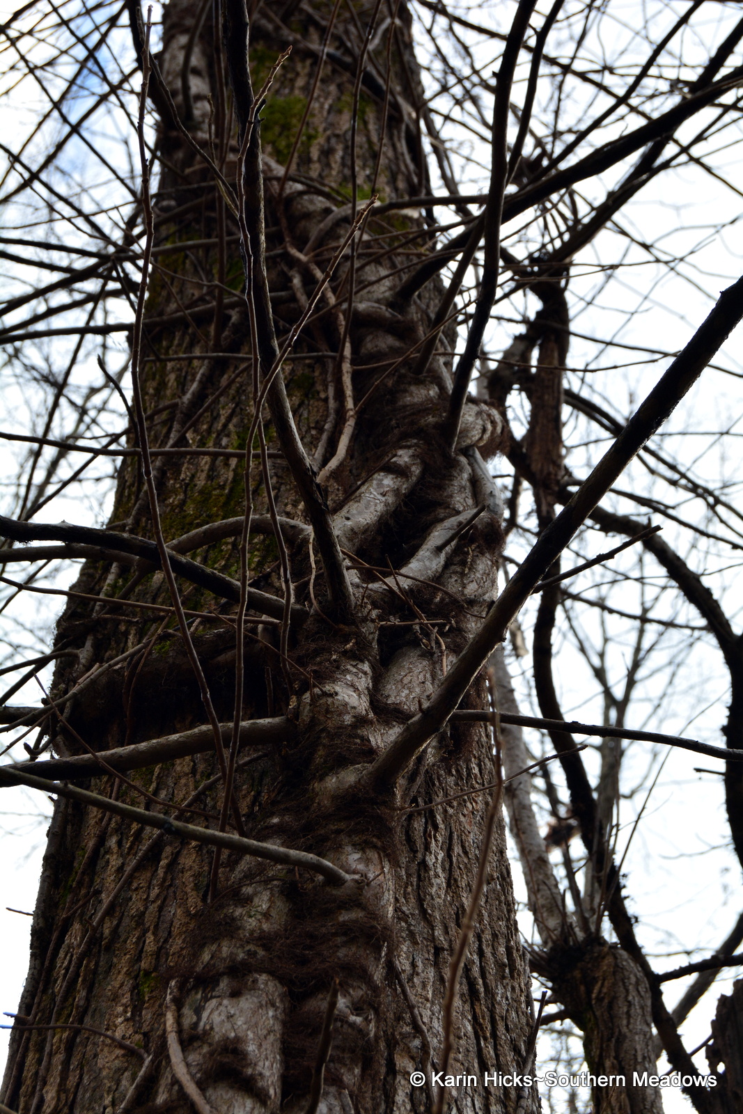 Poison Ivy A Winter Study