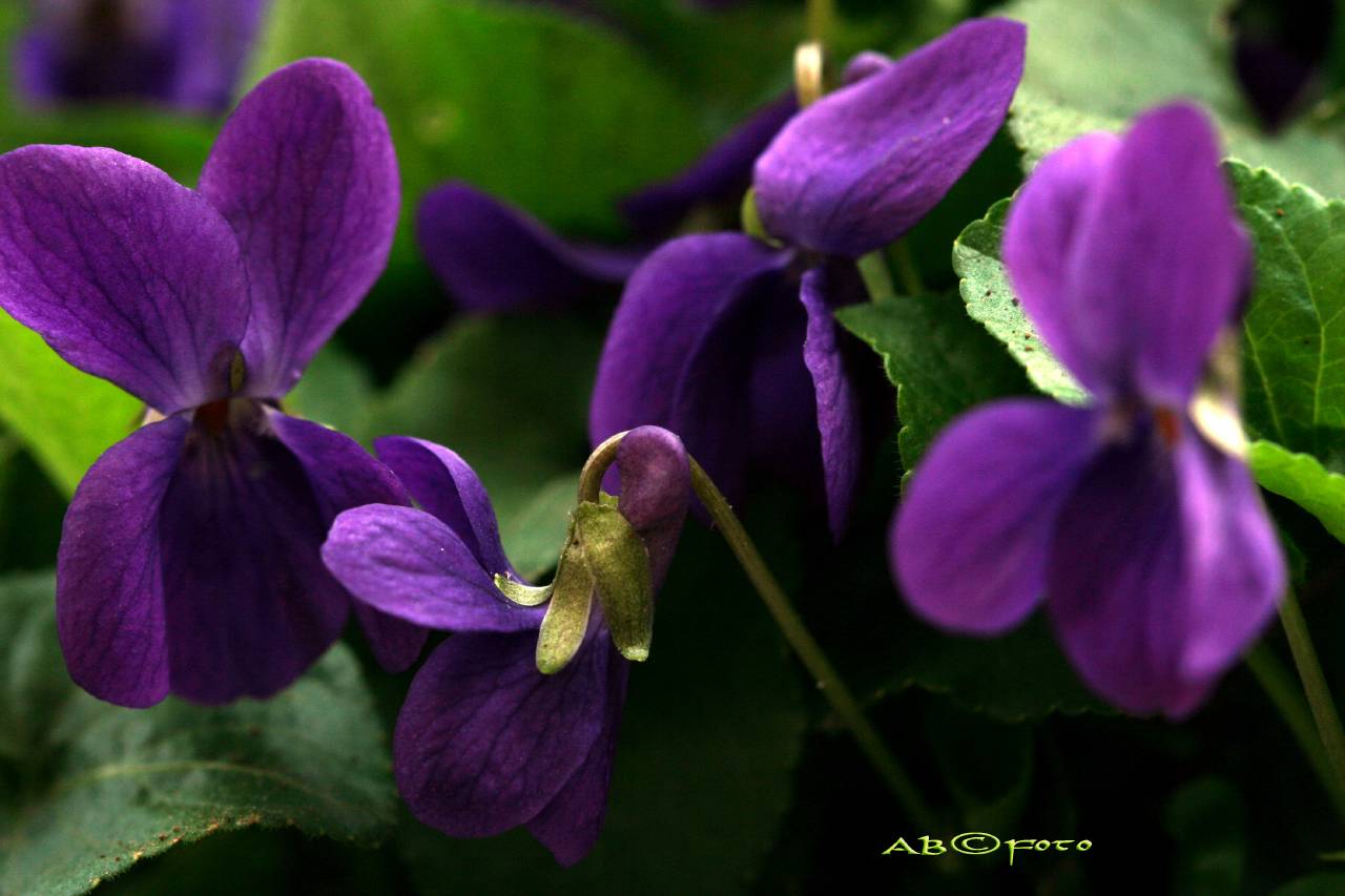 market vivo le viole casalborsetti
