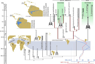 13-million-year-old 'storyteller' crocodylian fossils show evidence for parallel evolution 13-million-year-old 'storyteller' crocodylian fossils show evidence for parallel evolution