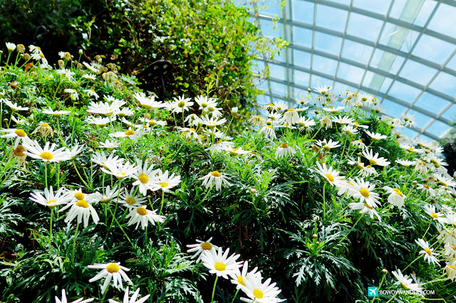 bowdywanders.com Singapore Travel Blog Philippines Photo :: Singapore :: Gardens By The Bay - Flower Dome and Cloud Forest: What To Expect When You Revisit