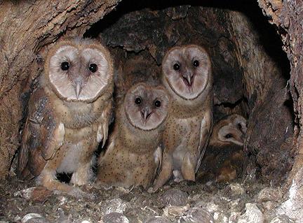 Sunny Slope Orchard: Our Barn Owl Rodent Patrol