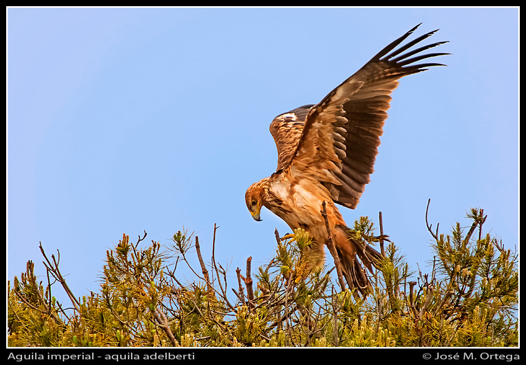 afonama Damero de Águila Imperial Ibérica