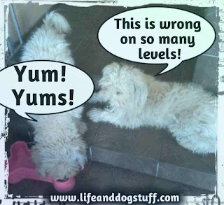 Buffy eating Fluffy's food Buffy eating Fluffy's food