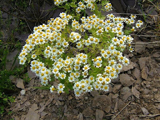 How To Relieve Migraine Pain With Herbs How To Relieve Migraine Pain With Herbs