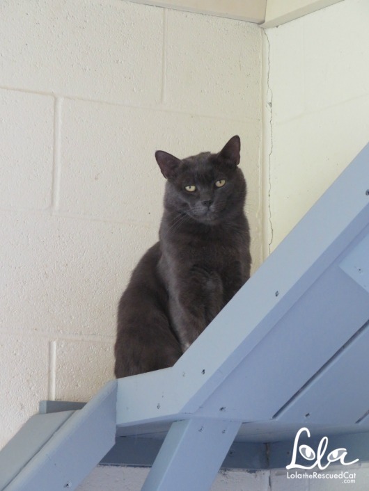 Tabbys Place|Cat Sanctuary