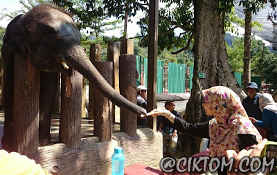 Zai excited kasi gajah makan tebu