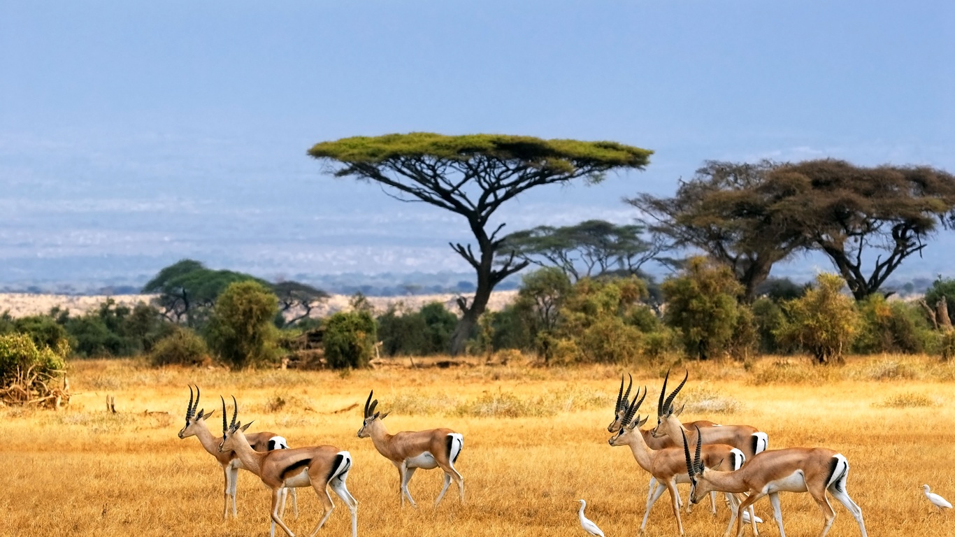 célestine: La savane africaine