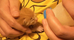 귀여운 고양이 성장기 | 인스티즈