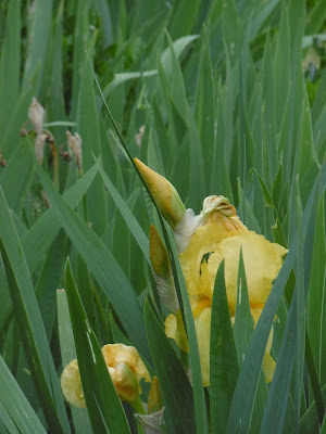 Iris jaune, Bergerac, malooka