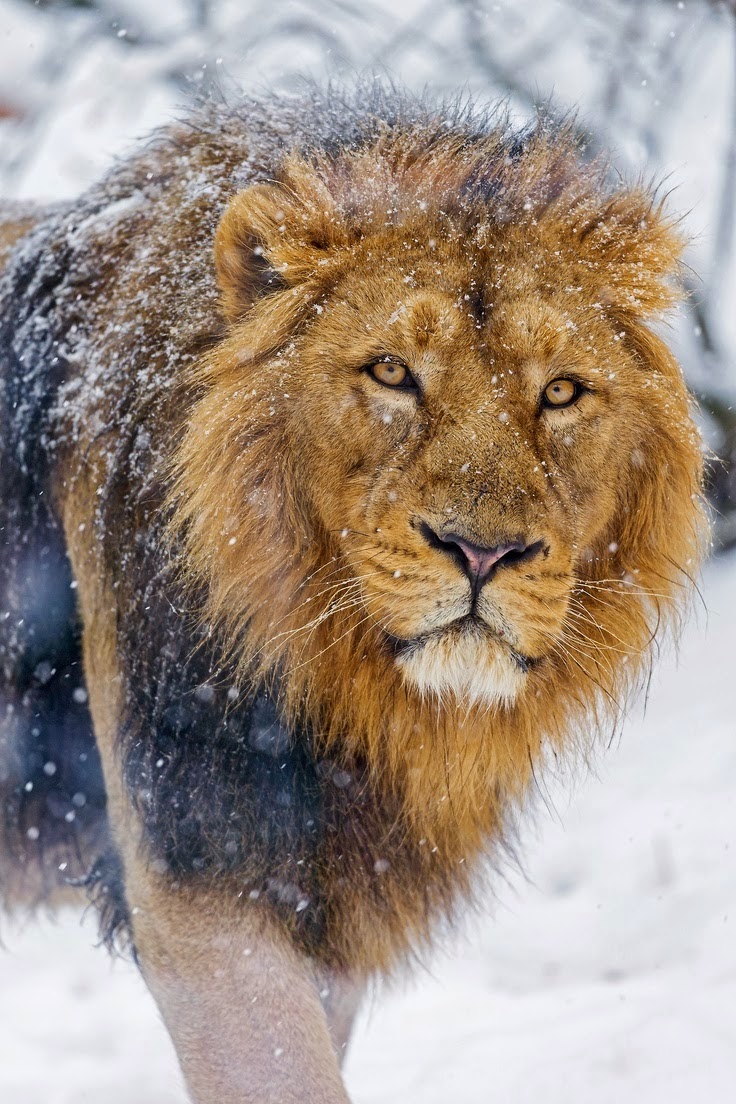 Lion in the Snow | Birds and Animals Collection