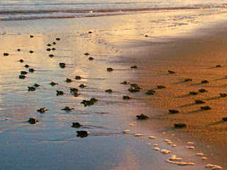 tartarugas indo para o mar