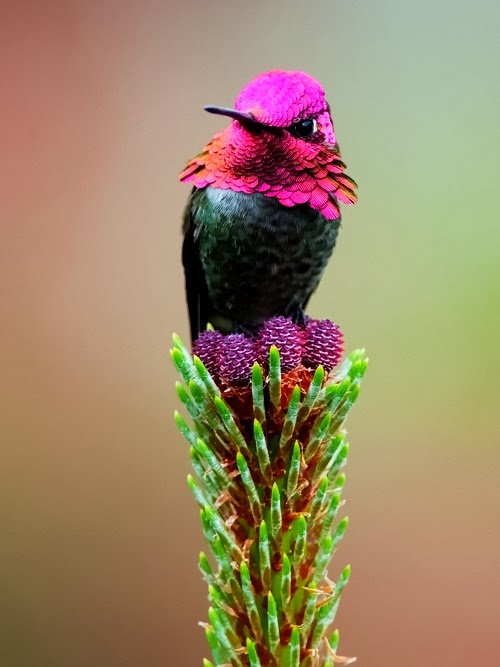 Beautiful pink orange colored hummingbird