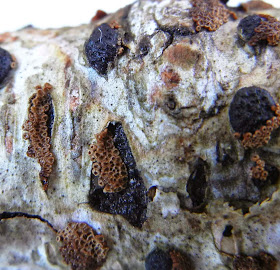 merismodes confusa growing on Diatrypella betulina 