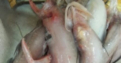 Coretan Hidup Ikan Lumi Part 2 Coretan Hidup Ikan Lumi Part 2