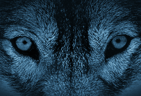STOP WOLF HUNTS: WOLF PETITIONS