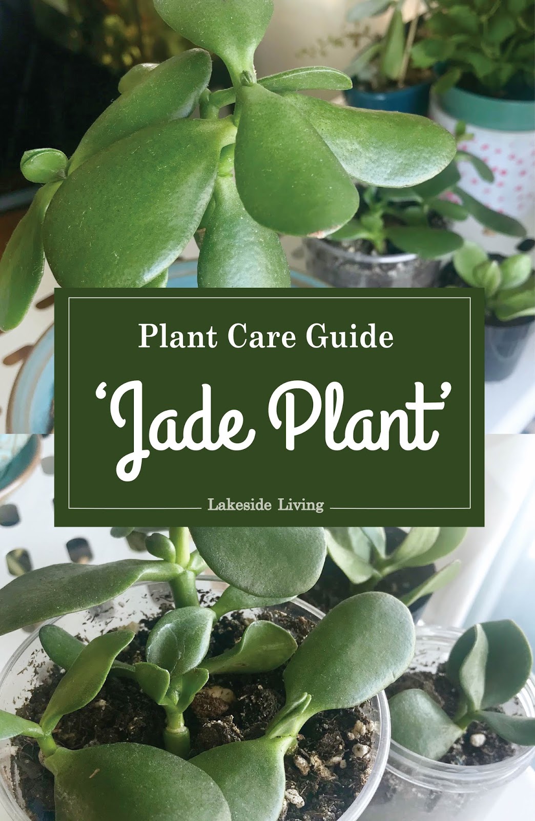 How to Grow and Propagate Jade Plant