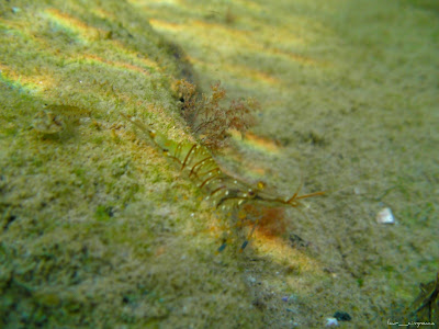 Marea Neagra Black Sea underwater images poze subacvatice CREVETA DE IARBĂ, GARIDA (Palaemon adspersus) Palaemonidae Decapoda