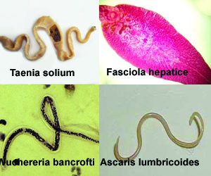 Taenia solium Fasciola hepatice Wuchereria bancrofti Ascaris lumbricoides