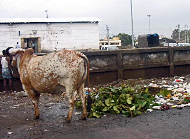 stray cow eating garbage