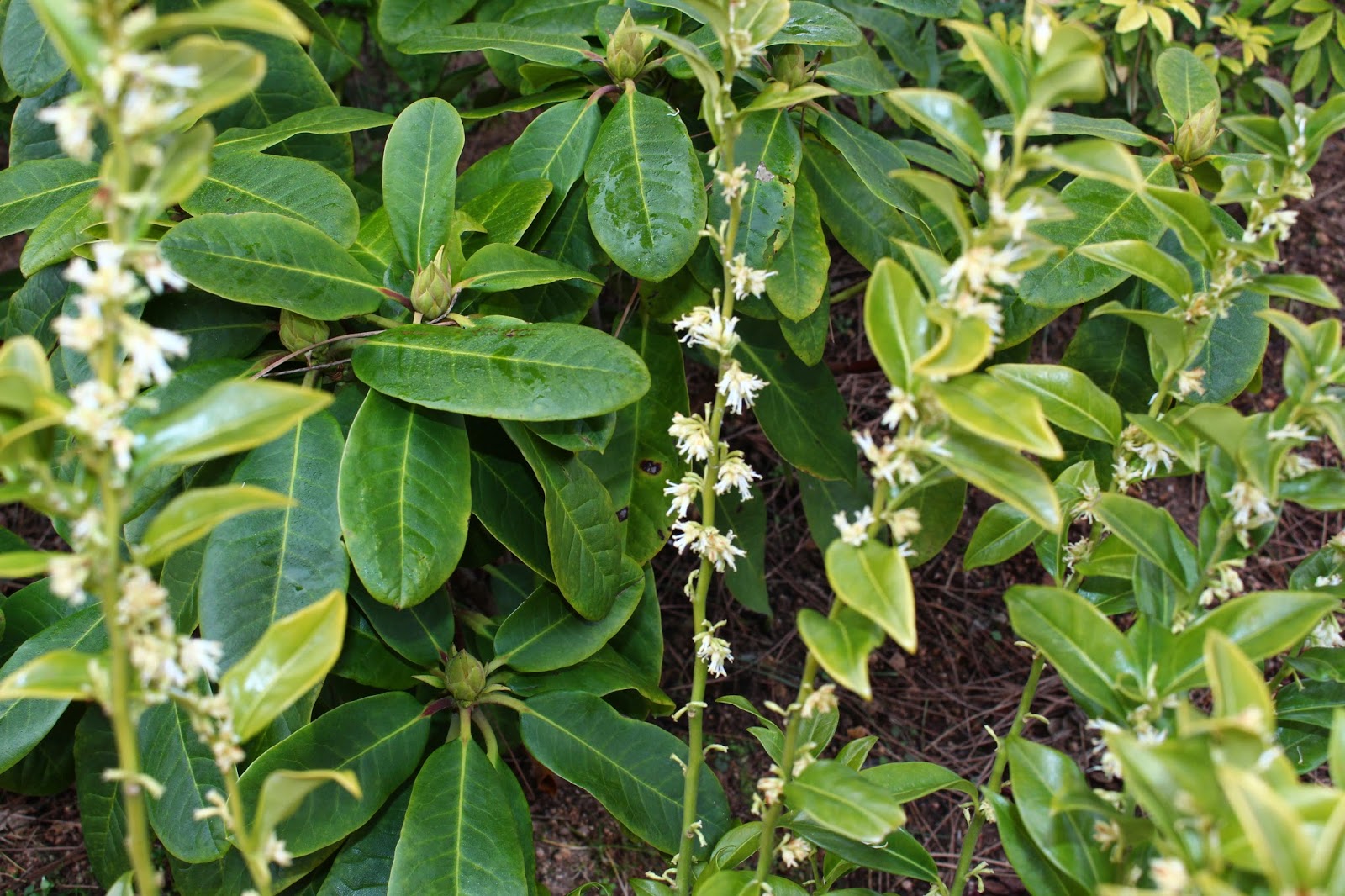 Roses Du Jardin Cheneland Sarcococca Confusa
