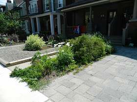 Paul Jung Toronto Gardening Services Leslieville front garden renovation before