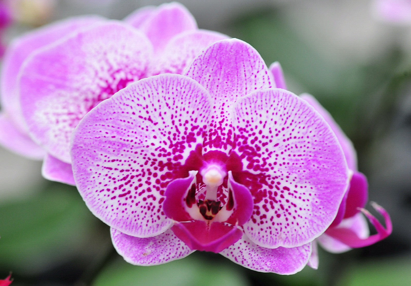 The Life Journey in Photography: Orchid @ World of Phalaenopsis, Ulu ...