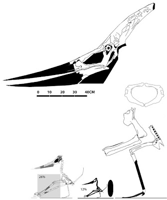 Pteranodon skull