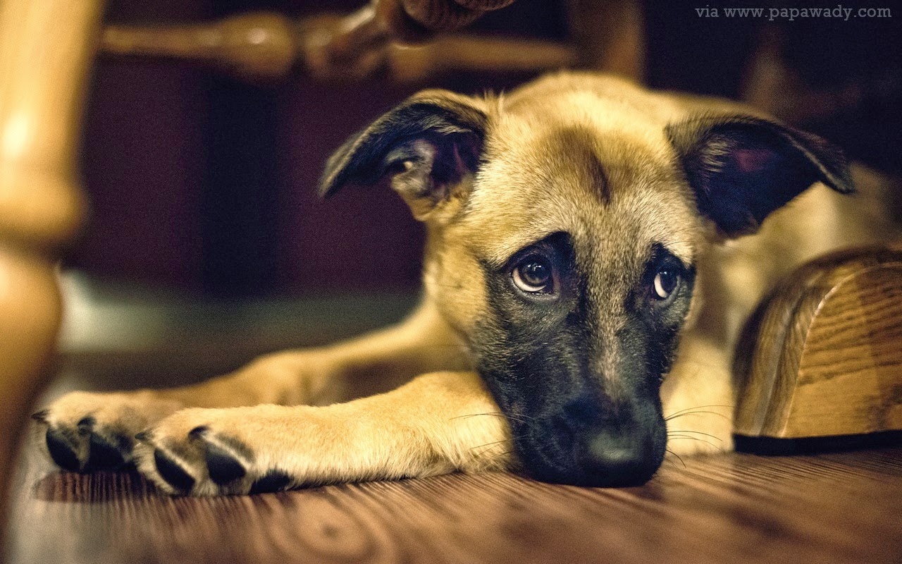 12 Cute Dogs Heart Melting Photos