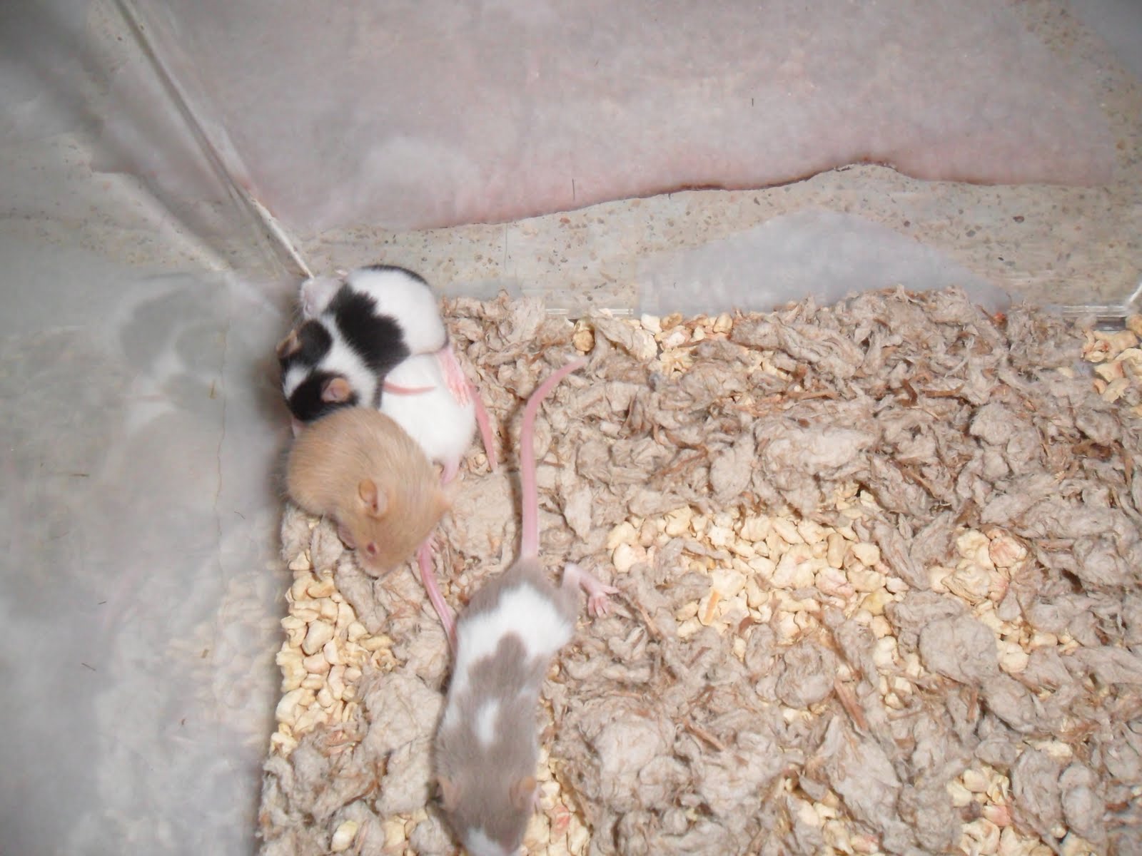 Pets Breeder Singapore Mice......love them or hate them......?