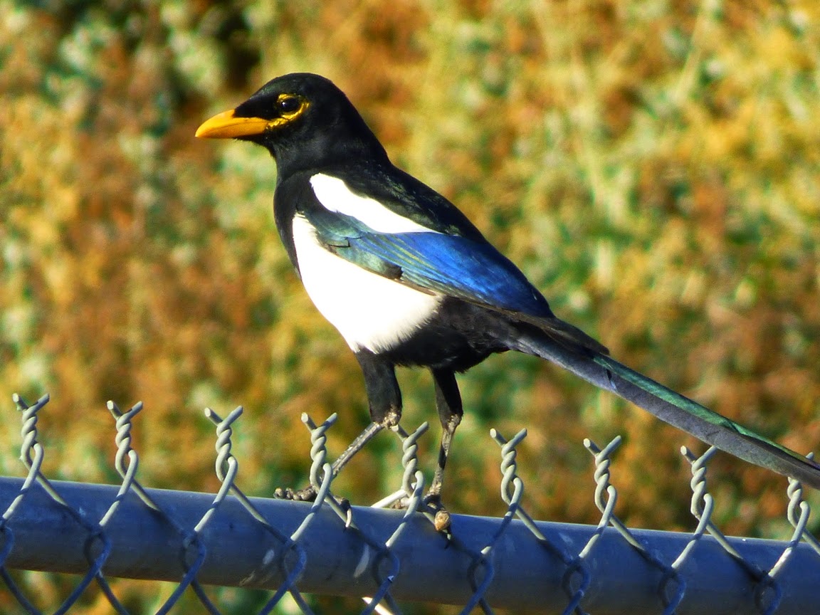 Bird In Everything: Wild Birds Of Southern California