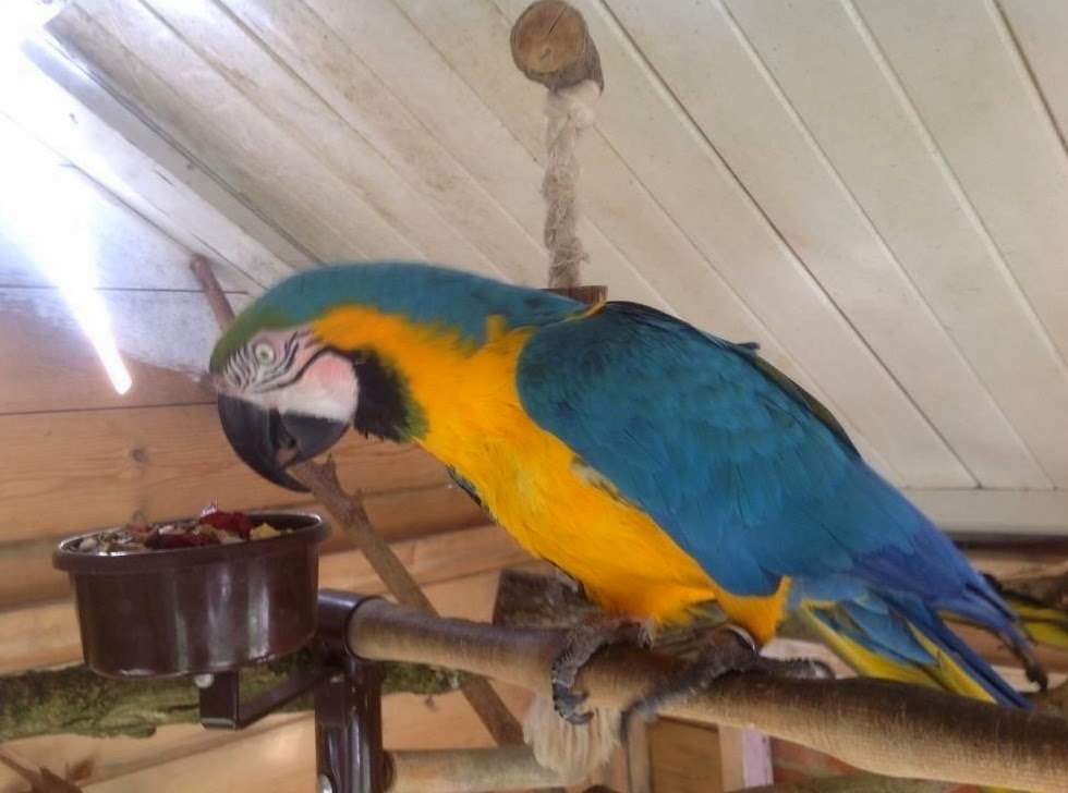 Blue And Gold Macaws For Sale Near Me