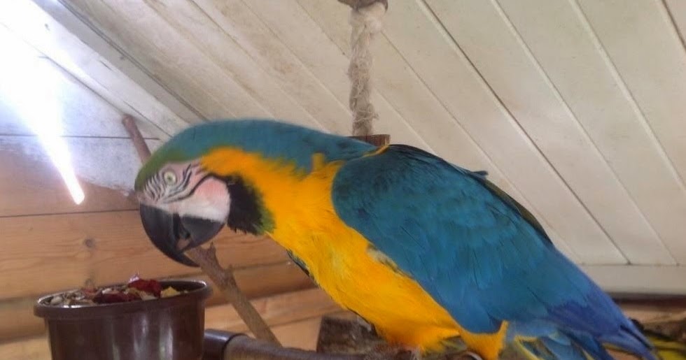 Blue And Gold Macaws For Sale Near Me