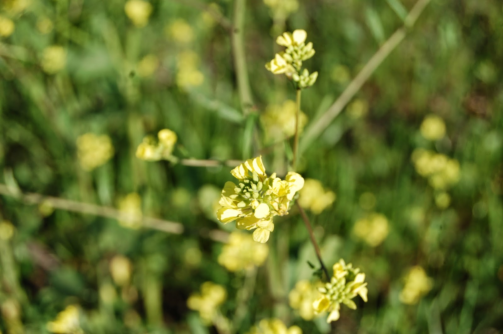 Brenda's "Texas Wild" Garden Bastard Cabbage (Rapistrun Rugosum)