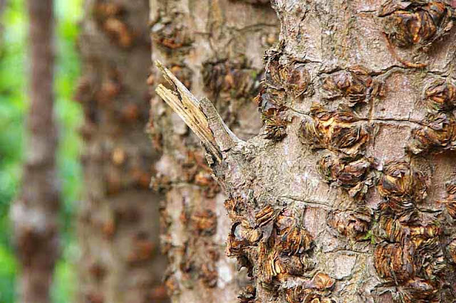 mangrove tree, bark