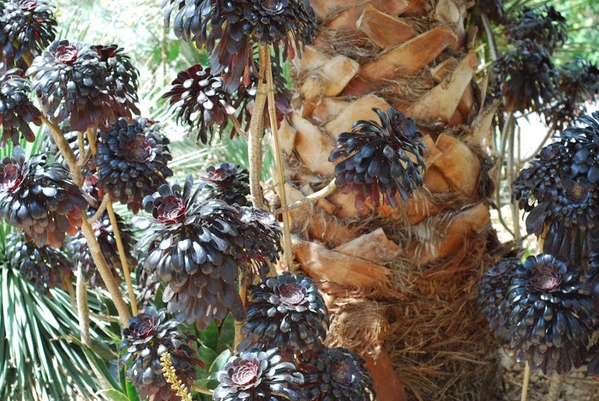 Cold hardy exotic plants for that tropical garden effect Aeonium 'Zwartkop'