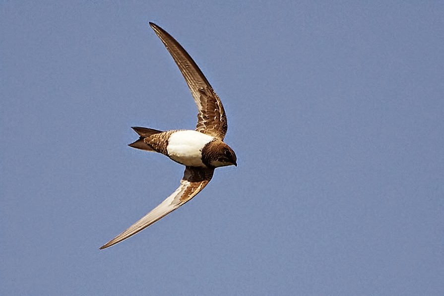 Fieggentrio Welke vogel vliegt het langst