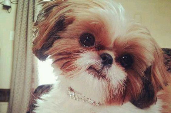 Amor entre shih tzu e dono é o mesmo de mãe e filho