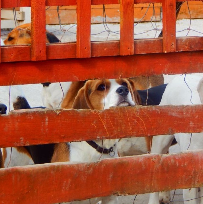 beagle welfare rehoming centre