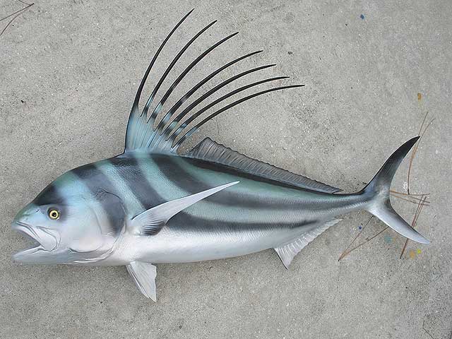 Roosterfish Info-Junction Blog: Roosterfish
