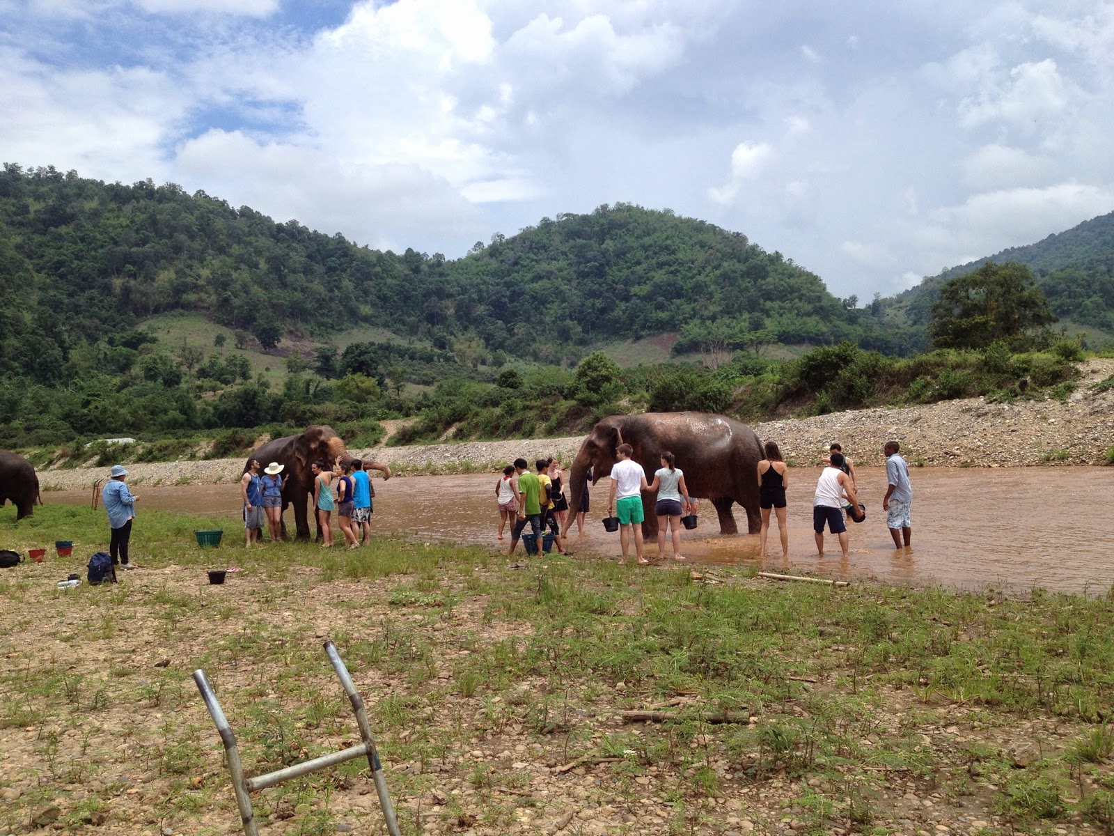 Chiang Mai - Bath time for the elephants